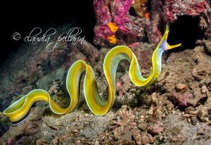 Ribbon eel. A photograph by Claudia Pelarini, the manager of our Azura Lodge.