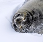 Wedelle Seal