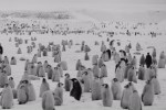 A huge colony of Emperor Penguins as far as the eye can&nbsp;see.