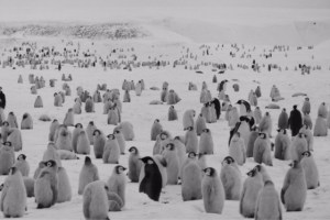 A huge colony of Emperor Penguins as far as the eye can see.