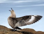 Sub-Arctic Skua-common around camp and the hills&nbsp;nearby.