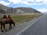 camels on the Silk Route -a