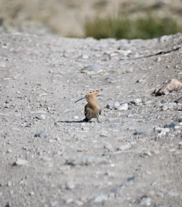 A Hoopoe bird