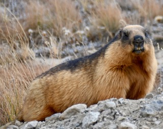 A fat marmot in the Deosai Plateau.