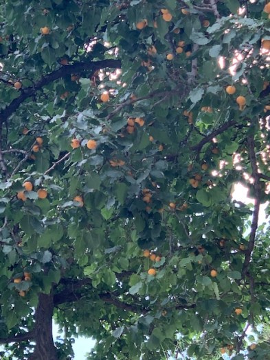 An apricot tree loaded with ripe fruit.