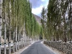 Poplars along the&nbsp;road.