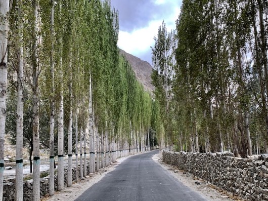 Poplars along the road.