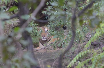 Tiger staring at us from a small watering hole. See how tough it is to spot these animals.