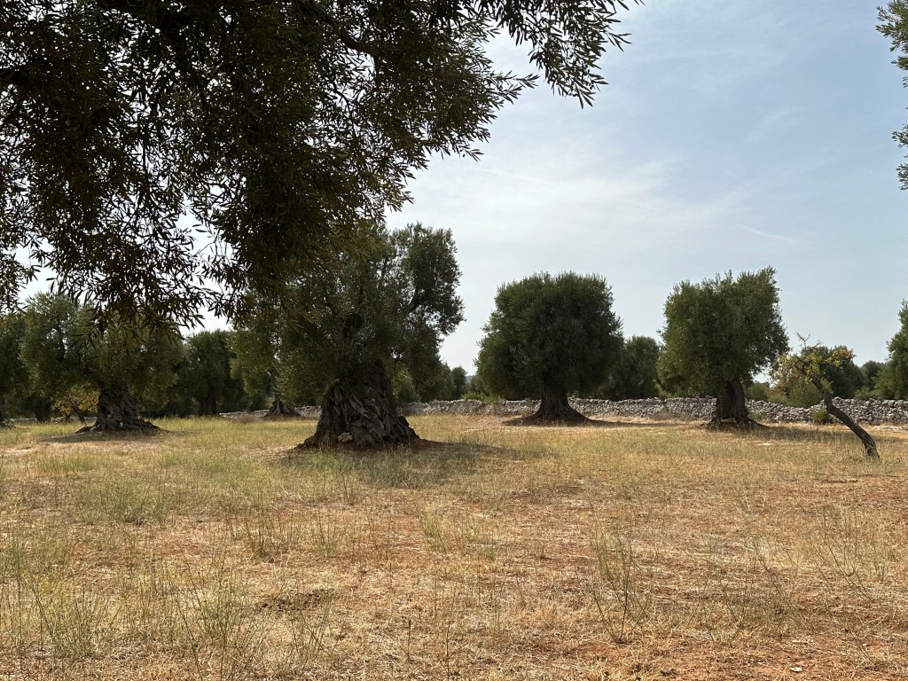 An ancient olive grove where the trees were planted 18 meters apart.